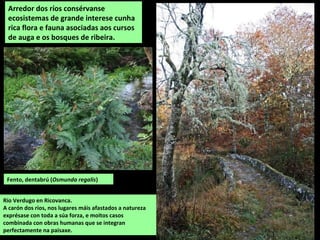 Río Verdugo en Ricovanca.
A carón dos ríos, nos lugares máis afastados a natureza
exprésase con toda a súa forza, e moitos casos
combinada con obras humanas que se integran
perfectamente na paisaxe.
Arredor dos ríos consérvanse
ecosistemas de grande interese cunha
rica flora e fauna asociadas aos cursos
de auga e os bosques de ribeira.
Fento, dentabrú (Osmunda regalis)
 