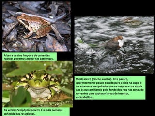 Ra verde (Pelophylax perezi). É a máis común e
coñecida das ras galegas.
Á beira de ríos limpos e de correntes
rápidas podemos atopar ras patilongas.
Merlo rieiro (Cinclus cinclus). Este paxaro,
aparentemente pouco dotado para a vida na auga, é
un excelente mergullador que se despraza coa axuda
das ás ou camiñando polo fondo dos ríos nas zonas de
correntes para capturar larvas de insectos,
escarabellos...
 