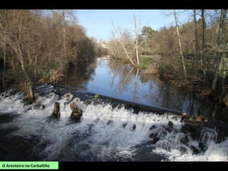 O Arenteiro no Carballiño
 