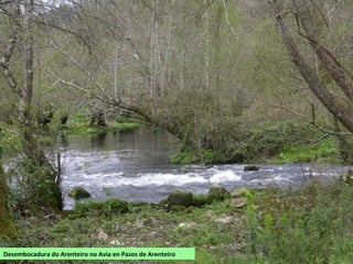 Desembocadura do Arenteiro no Avia en Pazos de Arenteiro
 