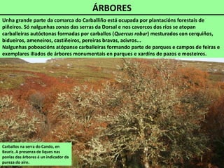 ÁRBORES
Carballos na serra do Cando, en
Beariz. A presenza de liques nas
ponlas das árbores é un indicador da
pureza do aire.
Unha grande parte da comarca do Carballiño está ocupada por plantacións forestais de
piñeiros. Só nalgunhas zonas das serras da Dorsal e nos cavorcos dos ríos se atopan
carballeiras autóctonas formadas por carballos (Quercus robur) mesturados con cerquiños,
bidueiros, ameneiros, castiñeiros, pereiras bravas, acivros...
Nalgunhas poboacións atópanse carballeiras formando parte de parques e campos de feiras e
exemplares illados de árbores monumentais en parques e xardíns de pazos e mosteiros.
 