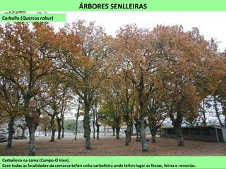 ÁRBORES SENLLEIRAS
Carballeira na Lama (Campo-O Irixo).
Case todas as localidades da comarca teñen unha carballeira onde teñen lugar as festas, feiras e romerías.
Carballo (Quercus robur)
 