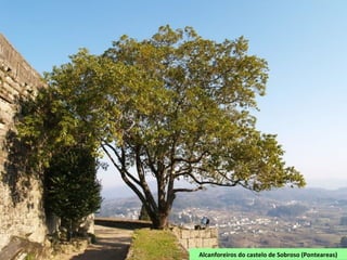 Alcanforeiros do castelo de Sobroso (Ponteareas)
 