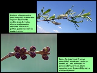 Froito de salgueiro nodoso
(Salix salvifolia), un especie de
salgueiro de ambiente
mediterráneo. Os froitos
ábrense e déixan saír as
sementes, rodeadas de
peliños, que se dispersan coa
axuda do vento.
Botóns florais do freixo (Fraxinus
angustifolia), unha árbore común na
beira do río. Como na maioría das
grandes árbores, as flores, pouco
aparentes, pasan desapercibidas para a
maioría das persoas.
 