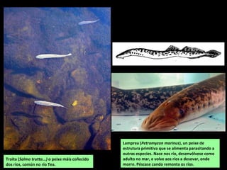 Troita (Salmo trutta...) o peixe máis coñecido
dos ríos, común no río Tea.
Lamprea (Petromyzon marinus), un peixe de
estrutura primitiva que se alimenta parasitando a
outras especies. Nace nos río, desenvólvese como
adulto no mar, e volve aos ríos a desovar, onde
morre. Péscase cando remonta os ríos.
 