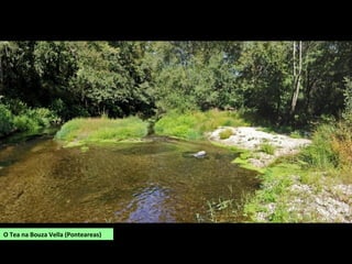 O Tea na Bouza Vella (Ponteareas)
 