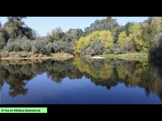 O Tea en Fillaboa (Salvaterra)
 