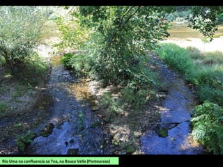 Río Uma na confluencia co Tea, na Bouza Vella (Ponteareas)
 