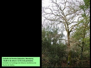 Carballo da Portela (Sabaxáns, Mondariz).
-35,80 m de altura e 3,75 m de perímetro.
Incluído no Catálogo de Árbores Senlleiras da
Xunta de Galiza.
 