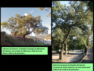 Sobreiras da igrexa de Setados (As Neves).
Un grupo de varias sobreiras. As máis destacadas
miden 3,10 e 3,90 m de perímetro.
Sobreira do Calvario. A Soledad, Santiago de Ribarteme
(As Neves). Ten arredor de 300 anos e mide 16 m de
altura e 4,84 m de perímetro.
 