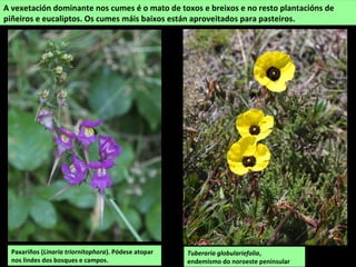 A vexetación dominante nos cumes é o mato de toxos e breixos e no resto plantacións de
piñeiros e eucaliptos. Os cumes máis baixos están aproveitados para pasteiros.
Paxariños (Linaria triornitophora). Pódese atopar
nos lindes dos bosques e campos.
Tuberaria globulariefolia,
endemismo do noroeste peninsular
 