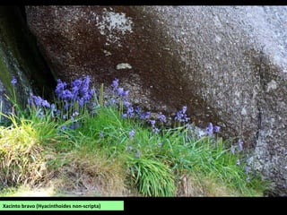 Xacinto bravo (Hyacinthoides non-scripta)
 