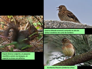 Esquío (Sciurus vulgaris), un pequeno
mamífero común nos bosques, en
especial na áreas con piñeiros.
Laverca (Alauda arvensis) cantando no alto do
vértice xeodésico do cume do Cerdeira
Escribenta liñaceira (Emberiza cirlus)
 