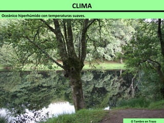 CLIMA
Oceánico hiperhúmido con temperaturas suaves.
O Tambre en Trazo
 