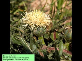 Centaurea ultreiae.
Única localización mundial, incluída no
catálogo de flora ameazada de Galiza
 