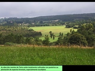 As abas dos montes da Tieira están totalmente cultivadas con pasteiros ou
plantación de especies forestais, especialmente eucaliptos
 