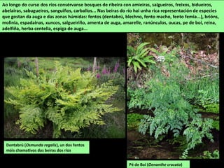 Ao longo do curso dos ríos consérvanse bosques de ribeira con amieiras, salgueiros, freixos, bidueiros,
abelairas, sabugueiros, sanguiños, carballos... Nas beiras do río hai unha rica representación de especies
que gostan da auga e das zonas húmidas: fentos (dentabrú, blechno, fento macho, fento femia...), brións,
molinia, espadainas, xuncos, salgueiriño, amenta de auga, amarelle, ranúnculos, oucas, pe de boi, reina,
adelfiña, herba centella, espiga de auga...
Dentabrú (Osmunda regalis), un dos fentos
máis chamativos das beiras dos ríos
Pé de Boi (Oenanthe crocata)
 