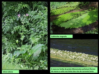 Silene dioica
A ouca ou herba da prata (Ranunculus peltatus) florece
de marzo a xuño nos leitos dos ríos de corrente lenta
Callitriche stagnalis
 
