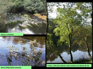 Reina (Filipendula ulmaria)
Freixo, unha das árbores máis comúns nas beiras do río
Oucas e amieiras
 