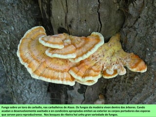 Fungo sobre un toro de carballo, nas carballeiras de Aiazo. Os fungos da madeira viven dentro das árbores. Cando
acadan o desenvolvemento axeitado e en condicións apropiadas emiten ao exterior os corpos portadores das esporas
que serven para reproducírense. Nos bosques de ribeira hai unha gran variedade de fungos.
 