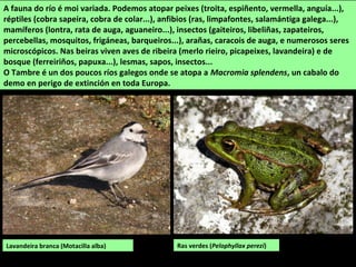 A fauna do río é moi variada. Podemos atopar peixes (troita, espiñento, vermella, anguía...),
réptiles (cobra sapeira, cobra de colar...), anfibios (ras, limpafontes, salamántiga galega...),
mamíferos (lontra, rata de auga, aguaneiro...), insectos (gaiteiros, libeliñas, zapateiros,
percebellas, mosquitos, frigáneas, barqueiros...), arañas, caracois de auga, e numerosos seres
microscópicos. Nas beiras viven aves de ribeira (merlo rieiro, picapeixes, lavandeira) e de
bosque (ferreiriños, papuxa...), lesmas, sapos, insectos...
O Tambre é un dos poucos ríos galegos onde se atopa a Macromia splendens, un cabalo do
demo en perigo de extinción en toda Europa.
Ras verdes (Pelophyllax perezi)Lavandeira branca (Motacilla alba)
 