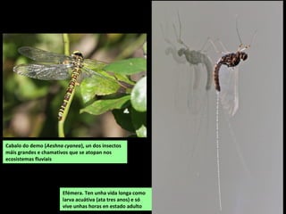 Cabalo do demo (Aeshna cyanea), un dos insectos
máis grandes e chamativos que se atopan nos
ecosistemas fluviais
Efémera. Ten unha vida longa como
larva acuátiva (ata tres anos) e só
vive unhas horas en estado adulto
 