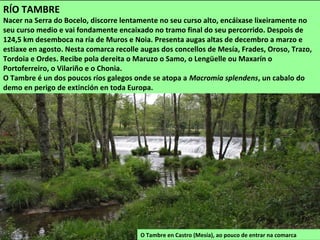 O Tambre en Castro (Mesía), ao pouco de entrar na comarca
RÍO TAMBRE
Nacer na Serra do Bocelo, discorre lentamente no seu curso alto, encáixase lixeiramente no
seu curso medio e vai fondamente encaixado no tramo final do seu percorrido. Despois de
124,5 km desemboca na ría de Muros e Noia. Presenta augas altas de decembro a marzo e
estiaxe en agosto. Nesta comarca recolle augas dos concellos de Mesía, Frades, Oroso, Trazo,
Tordoia e Ordes. Recibe pola dereita o Maruzo o Samo, o Lengüelle ou Maxarín o
Portoferreiro, o Vilariño e o Chonia.
O Tambre é un dos poucos ríos galegos onde se atopa a Macromia splendens, un cabalo do
demo en perigo de extinción en toda Europa.
 