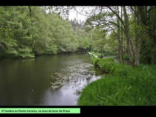 O Tambre en Ponte Carreira, na área de lecer da Presa
 