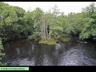 O Tambre en Cardama (Oroso)
 