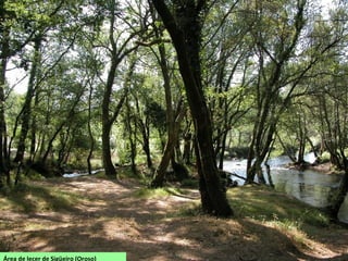 Área de lecer de Sigüeiro (Oroso)
 