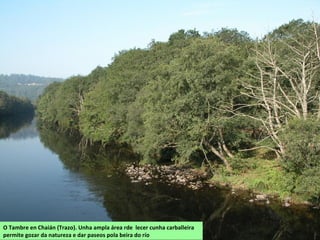 O Tambre en Chaián (Trazo). Unha ampla área rde lecer cunha carballeira
permite gozar da natureza e dar paseos pola beira do río
 