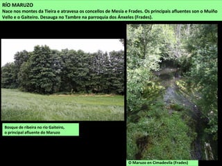Bosque de ribeira no río Gaiteiro,
o principal afluente do Maruzo
RÍO MARUZO
Nace nos montes da Tieira e atravesa os concellos de Mesía e Frades. Os principais afluentes son o Muíño
Vello e o Gaiteiro. Desauga no Tambre na parroquia dos Ánxeles (Frades).
O Maruzo en Cimadevila (Frades)
 