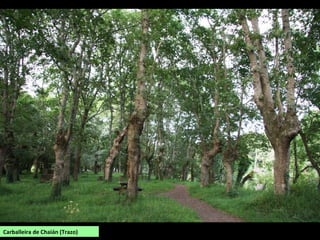 Carballeira de Chaián (Trazo)
 