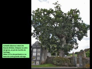 Carballo (Quercus robur) de
Buscás (Ordes). Atópase no adro
da igrexa, ao pé do Camiño de
Santiago.
Mide 3,75 m de perímetro e na
base ten unha grande nórrega.
 