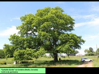 “Carballo Gordo” na Cerdeira (Rodís, Cerceda)
-4,33 m de perímetro
 