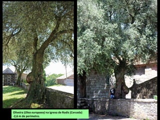 Oliveira (Olea europaea) na igrexa de Rodís (Cerceda)
-2,6 m de perímetro.
 
