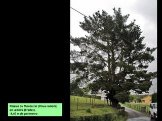 Piñeiro de Monterrei (Pinus radiata)
en Ledoira (Frades).
-4,40 m de perímetro
 