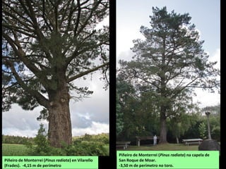 Piñeiro de Monterrei (Pinus radiata) en Vilarello
(Frades). -4,15 m de perímetro
Piñeiro de Monterrei (Pinus radiata) na capela de
San Roque de Moar.
-3,50 m de perímetro no toro.
 