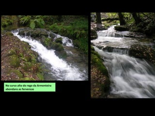 No curso alto do rego da Armenteira
abondans as fervenzas
 