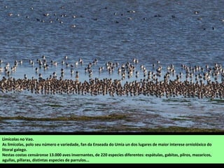Limícolas no Vao.
As limícolas, polo seu número e variedade, fan da Enseada do Umia un dos lugares de maior interese orniolóxico do
litoral galego.
Nestas costas censáronse 13.000 aves invernantes, de 220 especies diferentes: espátulas, gabitas, pilros, mazaricos,
agullas, píllaras, distintas especies de parrulos...
 