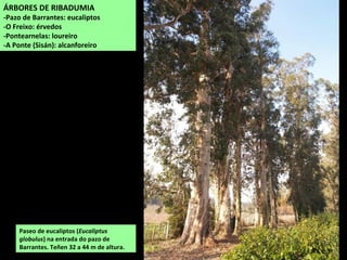 Paseo de eucaliptos (Eucaliptus
globulus) na entrada do pazo de
Barrantes. Teñen 32 a 44 m de altura.
ÁRBORES DE RIBADUMIA
-Pazo de Barrantes: eucaliptos
-O Freixo: érvedos
-Pontearnelas: loureiro
-A Ponte (Sisán): alcanforeiro
 