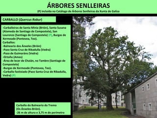 CARBALLO (Quercus Robur)
-Carballeiras de Santa Minia (Brión), Santa Susana
(Alameda de Santiago de Compostela), San
Lourenzo (Santiago de Compostela) (P), Burgas de
Xermeade (Pontevea, Teo).
Carballos:
-Balneario dos Ánxeles (Brión)
-Pazo Santa Cruz de Ribadulla (Vedra)
-Pazo de Guimaráns (Vedra)
-Ortoño (Ames)
-Área de lecer de Chaián, no Tambre (Santiago de
Compostela)
-Burgas de Xermeade (Pontevea, Teo).
-Carballo fastixiado (Pazo Santa Cruz de Ribadulla,
Vedra) (P)
ÁRBORES SENLLEIRAS
(P) incluída no Catálogo de Árbores Senlleiras da Xunta de Galiza
Carballo do Balneario do Tremo
(Os Ánxeles-Brión).
-26 m de altura e 3,75 m de perímetro
 