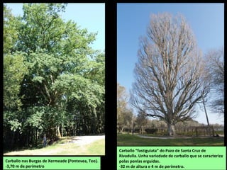 Carballo “fastiguiata” do Pazo de Santa Cruz de
Rivadulla. Unha variedade de carballo que se caracteriza
polas ponlas erguidas.
-32 m de altura e 4 m de perímetro.
Carballo nas Burgas de Xermeade (Pontevea, Teo).
-3,70 m de perímetro
 