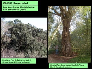 Sobreira (Pazo Santa Cruz de Ribadulla, Vedra)
-18 m de altura, 6 m de perímetro.
SOBREIRA (Quercus suber)
-Pazo Santa Cruz de Ribadulla (Vedra)
-Pazo de Guimaráns (Vedra)
Sobreira no Pazo de Guimaráns (Vedra)
-17 m de altura; 5,73 m de perímetro.
 