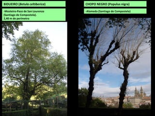 BIDUEIRO (Betula celtiberica)
-Mosteiro-Pazo de San Lourenzo
(Santiago de Compostela).
2,40 m de perímetro
CHOPO NEGRO (Populus nigra)
-Alameda (Santiago de Compostela)
 