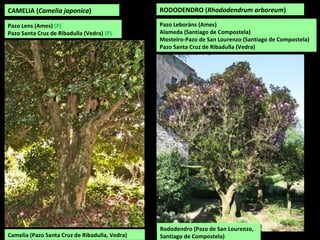 CAMELIA (Camelia japonica)
Pazo Lens (Ames) (P)
Pazo Santa Cruz de Ribadulla (Vedra) (P)
Camelia (Pazo Santa Cruz de Ribadulla, Vedra)
RODODENDRO (Rhododendrum arboreum)
Pazo Leboráns (Ames)
Alameda (Santiago de Compostela)
Mosteiro-Pazo de San Lourenzo (Santiago de Compostela)
Pazo Santa Cruz de Ribadulla (Vedra)
Rododendro (Pazo de San Lourenzo,
Santiago de Compostela)
 