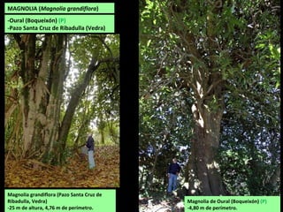 Magnolia grandiflora (Pazo Santa Cruz de
Ribadulla, Vedra)
-25 m de altura, 4,76 m de perímetro.
Magnolia de Oural (Boqueixón) (P)
-4,80 m de perímetro.
-Oural (Boqueixón) (P)
-Pazo Santa Cruz de Ribadulla (Vedra)
MAGNOLIA (Magnolia grandiflora)
 