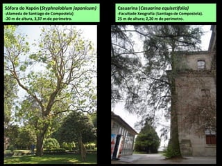 Sófora do Xapón (Styphnolobium japonicum)
-Alameda de Santiago de Compostela)
-20 m de altura, 3,37 m de perímetro.
Casuarina (Casuarina equisetifolia)
-Facultade Xeografía (Santiago de Compostela).
25 m de altura; 2,20 m de perímetro.
 