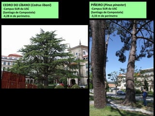 CEDRO DO LÍBANO (Cedrus libani)
-Campus SUR da USC
(Santiago de Compostela)
-4,28 m de perímetro.
PIÑEIRO (Pinus pinaster)
-Campus SUR da USC
(Santiago de Compostela)
-3,33 m de perímetro
 