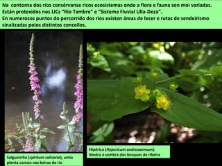 Salgueiriño (Lytrhum salicaria), unha
planta común nas beiras do río
Na contorna dos ríos consérvanse ricos ecosistemas onde a flora e fauna son moi variadas.
Están protexidos nos LICs “Río Tambre” e “Sistema Fluvial Ulla-Deza”.
En numerosos puntos do percorrido dos ríos existen áreas de lecer e rutas de sendeirismo
sinalizadas polos distintos concellos.
Hipérico (Hypericum androsaemum).
Medra á sombra dos bosques de ribeira
 